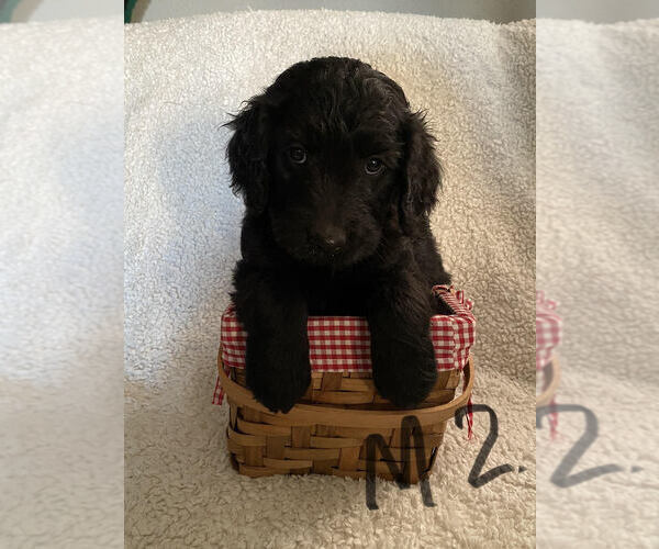 Medium Photo #3 Goldendoodle Puppy For Sale in ELMWOOD, WI, USA