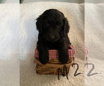 Small Photo #3 Goldendoodle Puppy For Sale in ELMWOOD, WI, USA