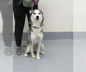 Siberian Husky-Unknown Mix Dogs for adoption in Louisville, KY, USA