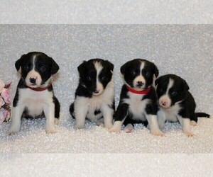 Border Collie Puppy for sale in STANLEY, WI, USA