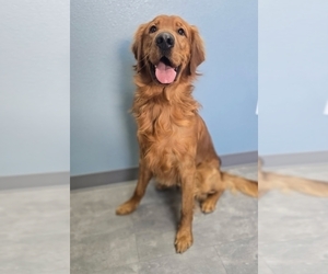 Father of the Golden Retriever puppies born on 05/03/2025