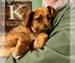 Mutt Dogs for adoption in New London, WI, USA