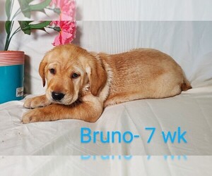 Labrador Retriever Puppy for sale in CATO, NY, USA
