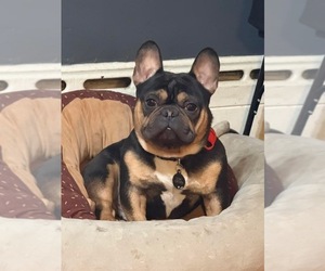 Father of the French Bulldog puppies born on 06/05/2025