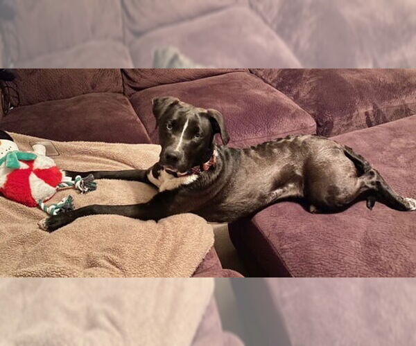 Medium Photo #9 Siberian Husky-Unknown Mix Puppy For Sale in Brooklyn Center, MN, USA