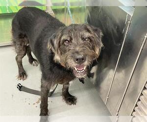 Irish Wolfhound-Unknown Mix Dogs for adoption in Waco, TX, USA