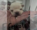 Small Photo #6 French Bulldog Puppy For Sale in COCHRAN, GA, USA