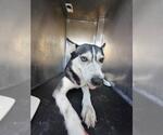 Small Huskies  Mix