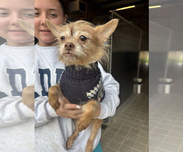 Medium Photo #3 Chihuahua-Unknown Mix Puppy For Sale in Washington, DC, USA