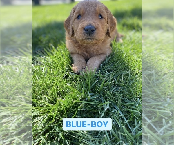 Full screen Photo #2 Goldendoodle Puppy For Sale in SACRAMENTO, CA, USA