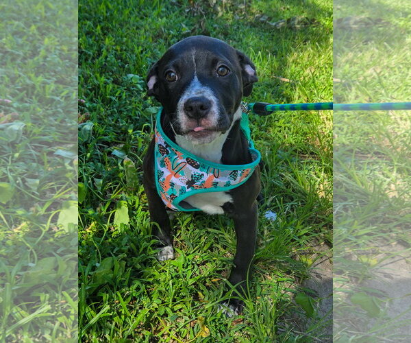 Medium Photo #3 American Pit Bull Terrier-American Staffordshire Terrier Mix Puppy For Sale in Lighthouse Point, FL, USA