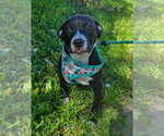Small #2 American Pit Bull Terrier-American Staffordshire Terrier Mix