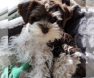 Schnauzer (Miniature) Puppy for sale in SPRING HILL, FL, USA