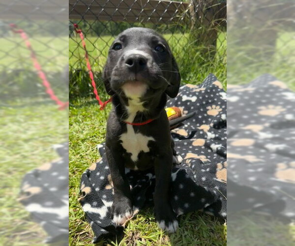 Medium Photo #1 Labrador Retriever-Unknown Mix Puppy For Sale in Tarrytown, GA, USA