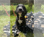 Small Labrador Retriever Mix