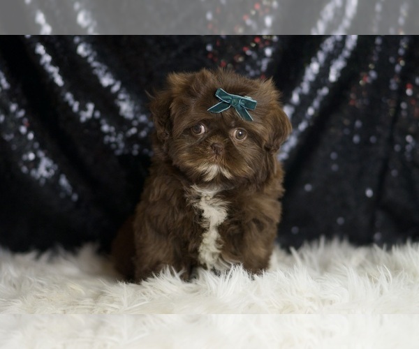 Medium Photo #1 Shih Tzu Puppy For Sale in WARSAW, IN, USA