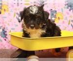Small Photo #3 Australian Shepherd-Poodle (Toy) Mix Puppy For Sale in SHAWNEE, OK, USA