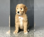 Small Photo #2 Goldendoodle-Poodle (Standard) Mix Puppy For Sale in PORTERVILLE, CA, USA