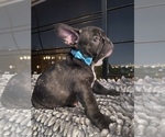 Small Photo #43 French Bulldog Puppy For Sale in NEWARK, NJ, USA