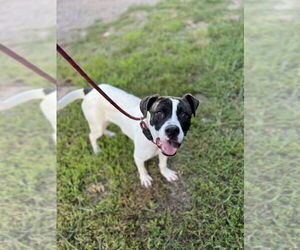 American Staffordshire Terrier-Labrador Retriever Mix Dogs for adoption in Benton, PA, USA