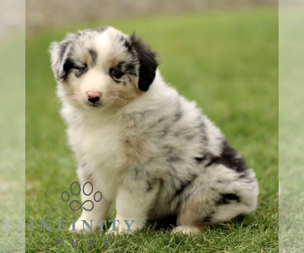 Medium Photo #2 Australian Shepherd Puppy For Sale in LANCASTER, PA, USA