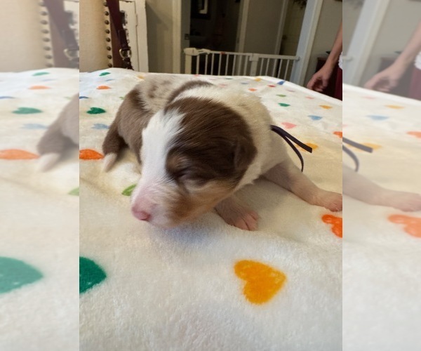 Medium Photo #1 Border Collie Puppy For Sale in MARYVILLE, TN, USA