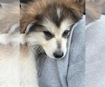 Small #3 Siberian Husky Mix