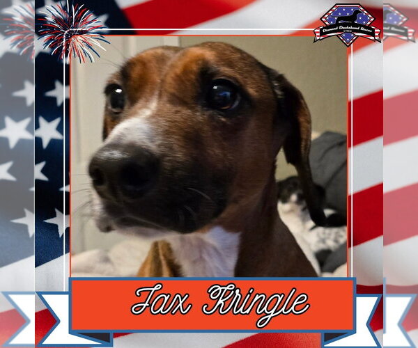 Medium Photo #6 Dachshund-Unknown Mix Puppy For Sale in San Antonio, TX, USA