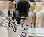 Puppy millie French Bulldog