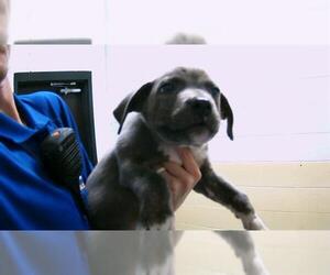 American Pit Bull Terrier-Unknown Mix Dogs for adoption in Tulsa, OK, USA