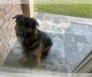 German Shepherd Dog Dogs for adoption in Houston, TX, USA