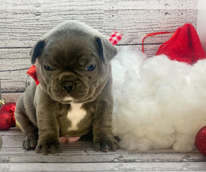 French Bulldog Puppy for sale in FORD, KY, USA
