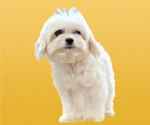 Medium Photo #18 Maltese-Zuchon Mix Puppy For Sale in SAN DIEGO, CA, USA