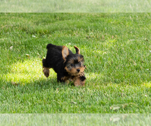 Yorkshire Terrier Puppy for sale in NAPPANEE, IN, USA