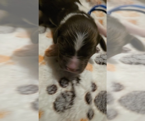 Medium Photo #2 Brittany Puppy For Sale in MOHAWK, NY, USA