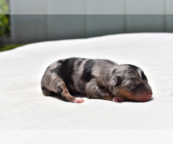 Medium Photo #2 Miniature Australian Shepherd Puppy For Sale in PALM COAST, FL, USA