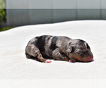 Small #1 Miniature Australian Shepherd