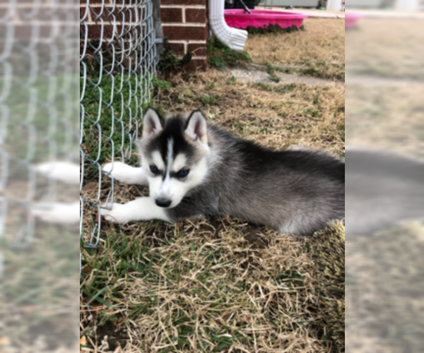Medium Photo #6 Siberian Husky Puppy For Sale in JOPLIN, MO, USA