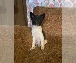 Papillon Puppy for sale in SWEETWATER, TN, USA