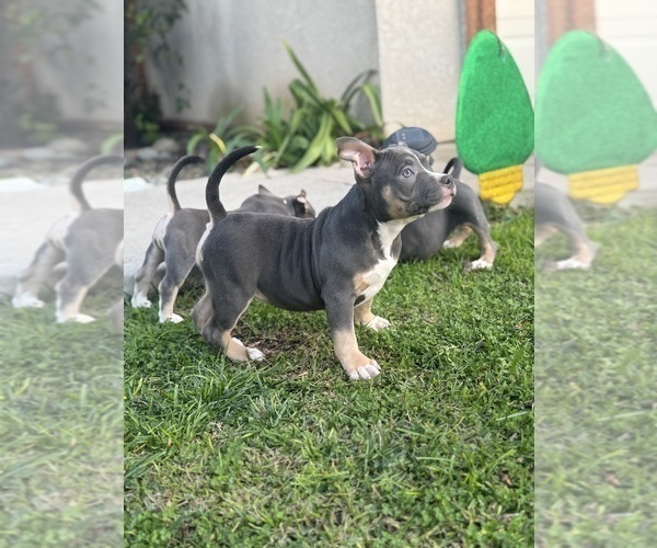 Medium Photo #9 American Bully Puppy For Sale in BAKERSFIELD, CA, USA