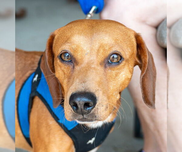Medium Photo #2 Mutt Puppy For Sale in Mundelein, IL, USA