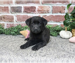 Sapphire - Female Labrador Retriever Puppy for Sale - Small photo