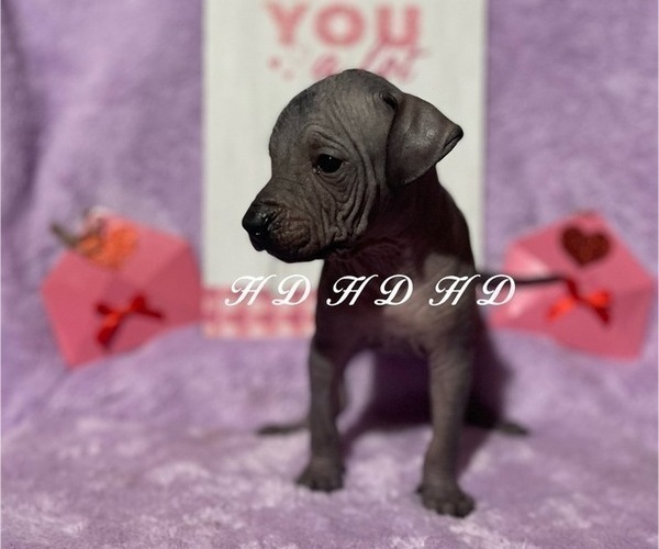 Medium Photo #11 Xoloitzcuintli (Mexican Hairless) Puppy For Sale in BRIDGEVILLE, CA, USA