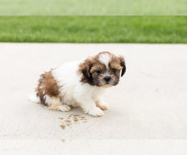 Medium Photo #3 Shih Tzu Puppy For Sale in NAPPANEE, IN, USA
