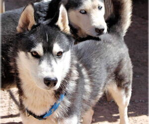 Siberian Husky Dogs for adoption in Cedar Crest, NM, USA