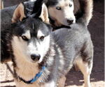 Small Siberian Husky