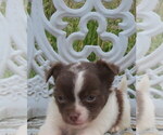 Small Photo #22 Chihuahua Puppy For Sale in HAYES, VA, USA