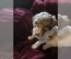 Poodle (Standard) Puppy for sale in SPARTANBURG, SC, USA