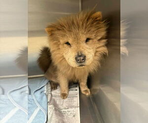 Chow Chow-Unknown Mix Dogs for adoption in Grafton, WI, USA