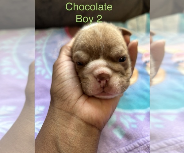 Medium Photo #1 English Bulldog Puppy For Sale in CANAL WINCHESTER, OH, USA